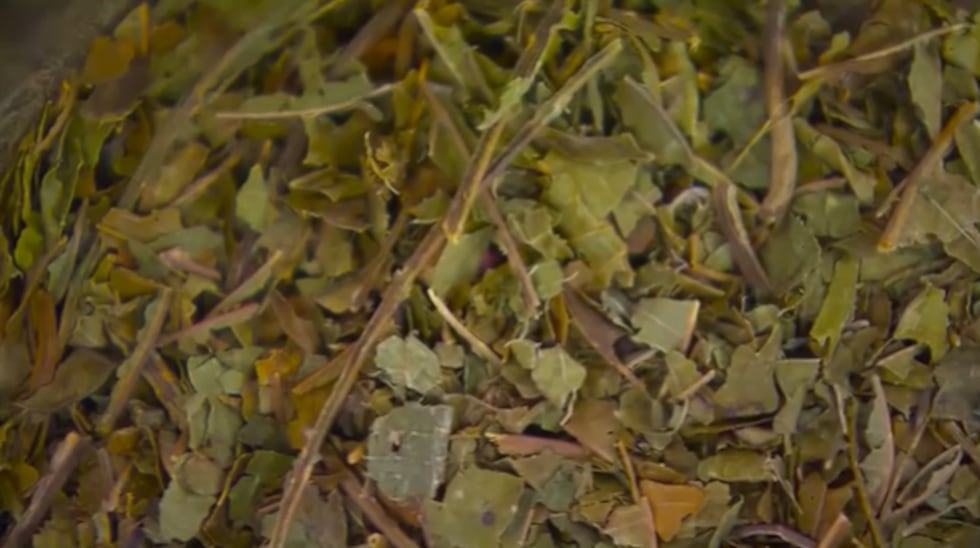 El kratom se deriva de las hojas del árbol Mitragyna speciosa.